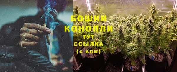 прущие грибы Медногорск